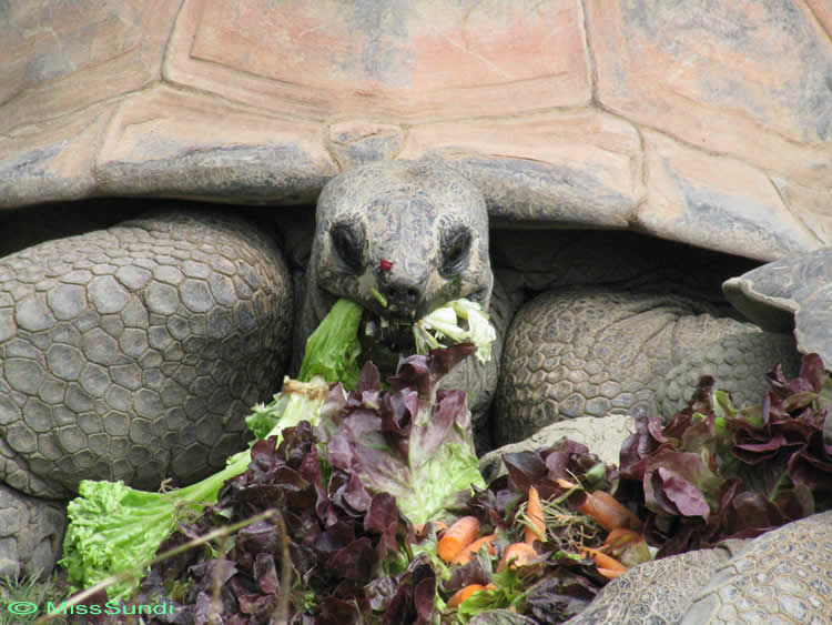 Galápagos giant tortoise