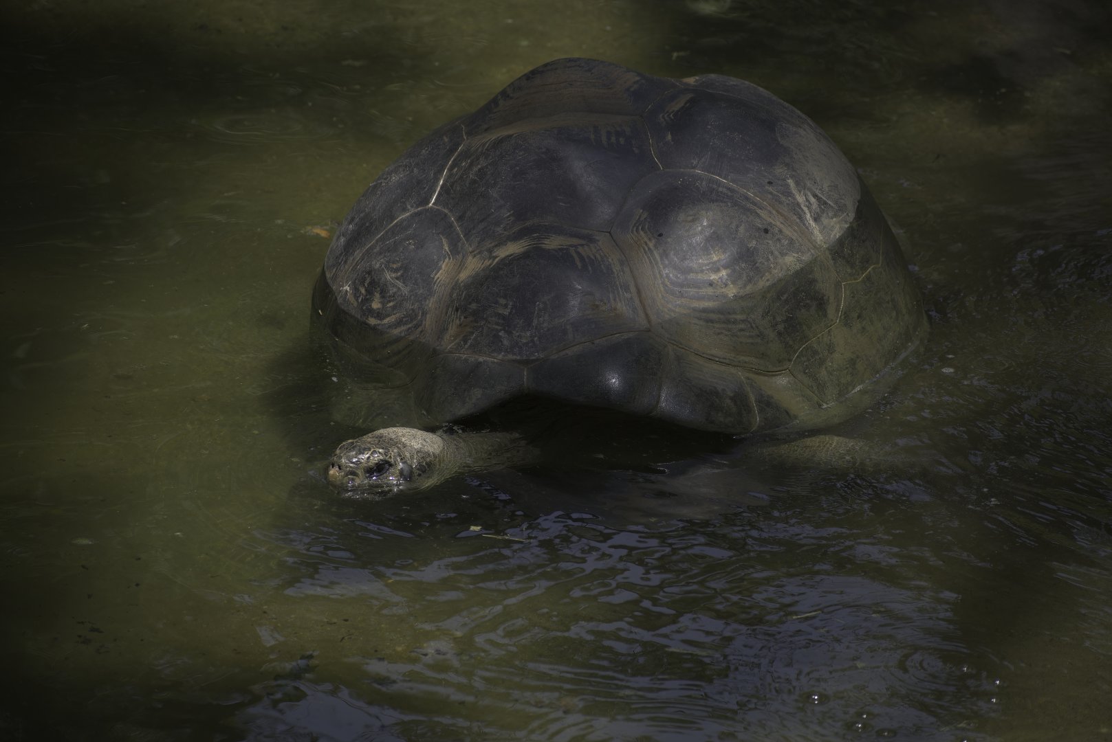 Galapagos Giant Tortoise