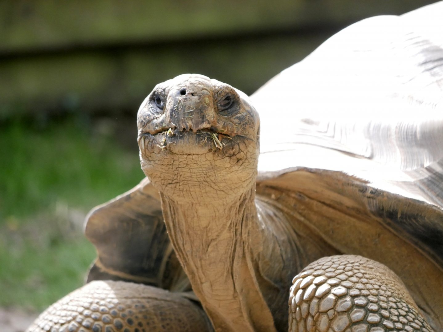 Galapagos giant tortoise