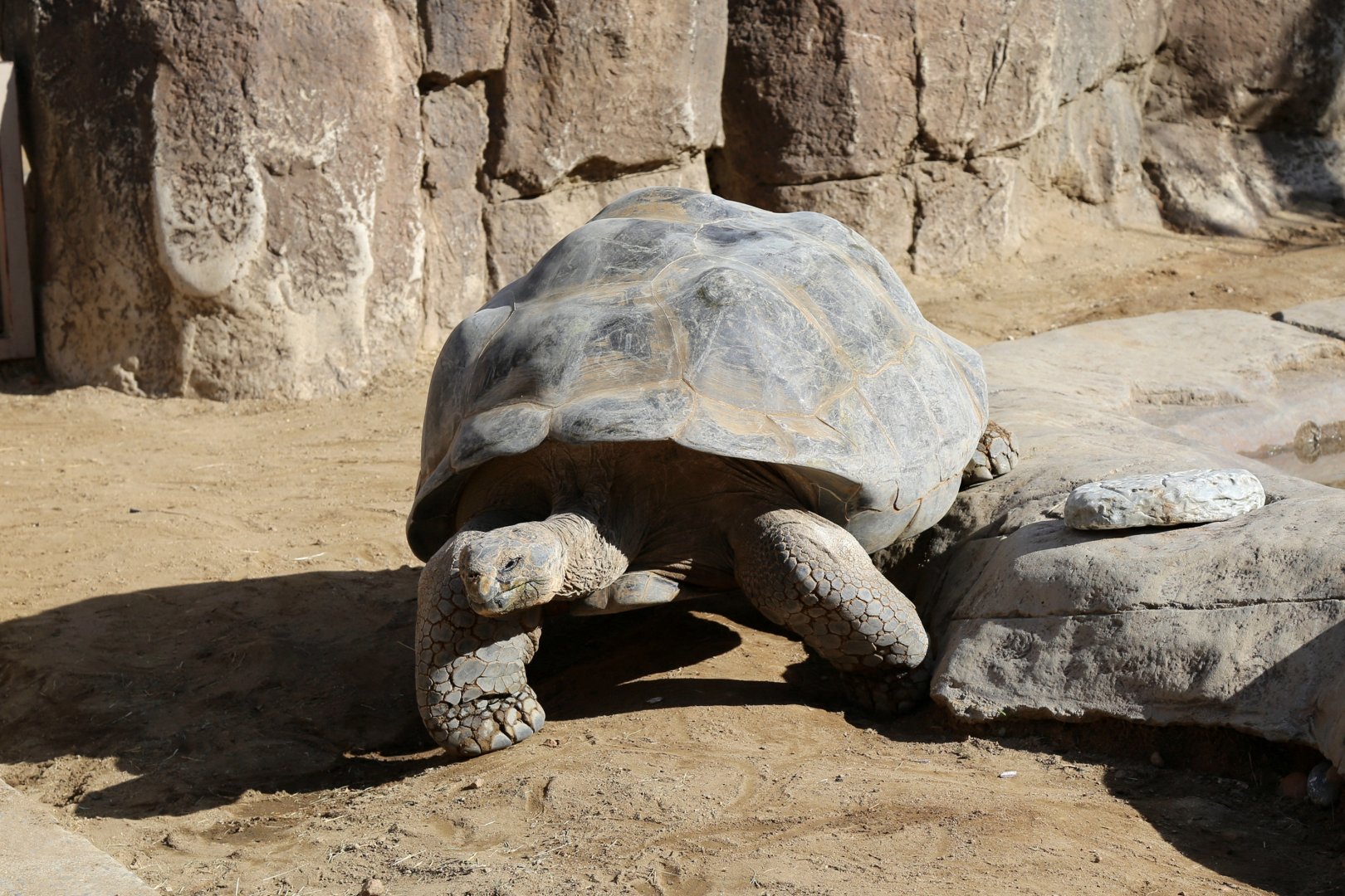Galapagos Giant Tortoise