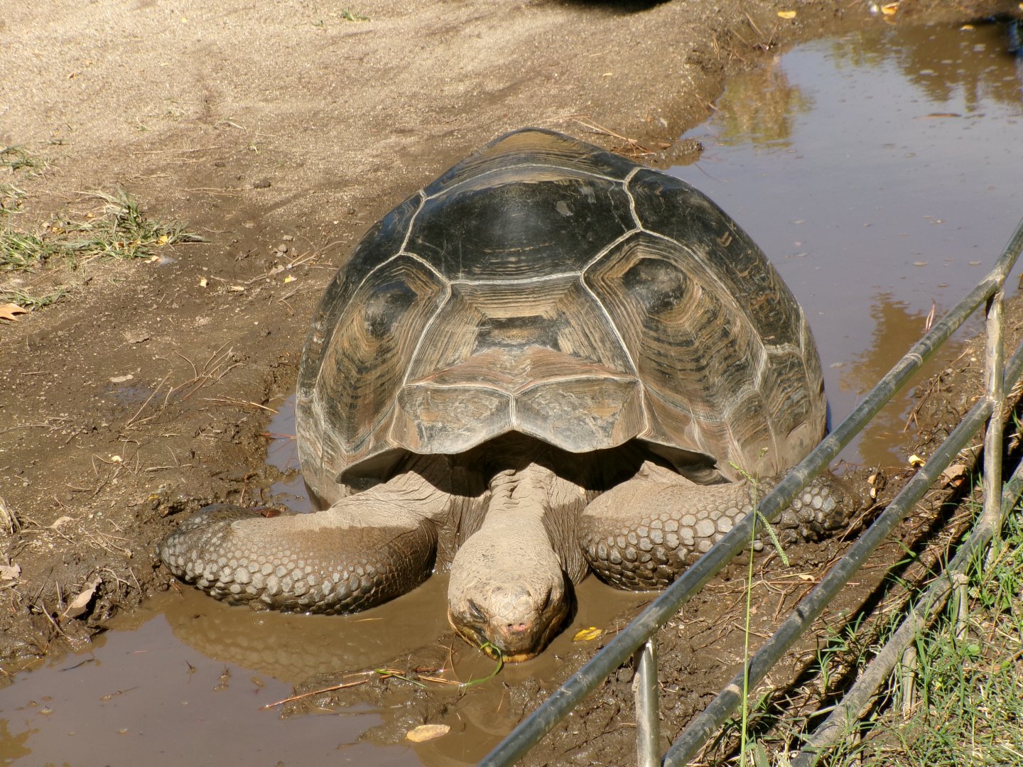 Galapagos giant tortoise