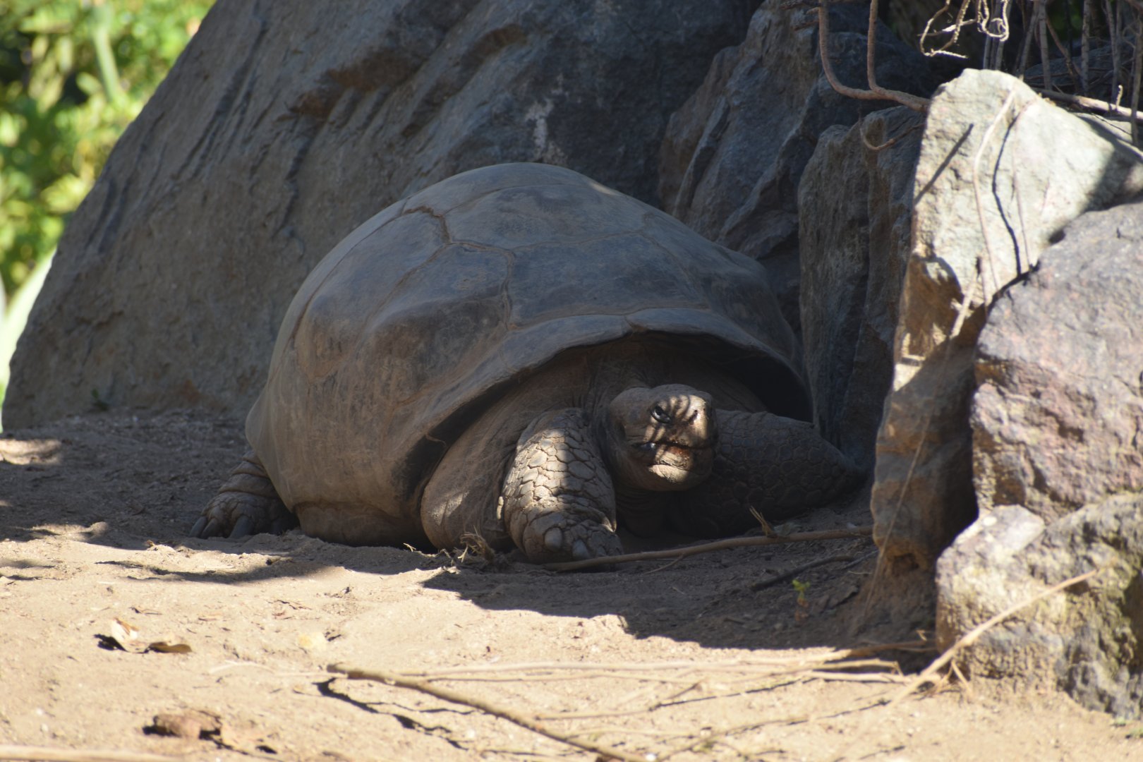 Galapagos Giant Tortoise