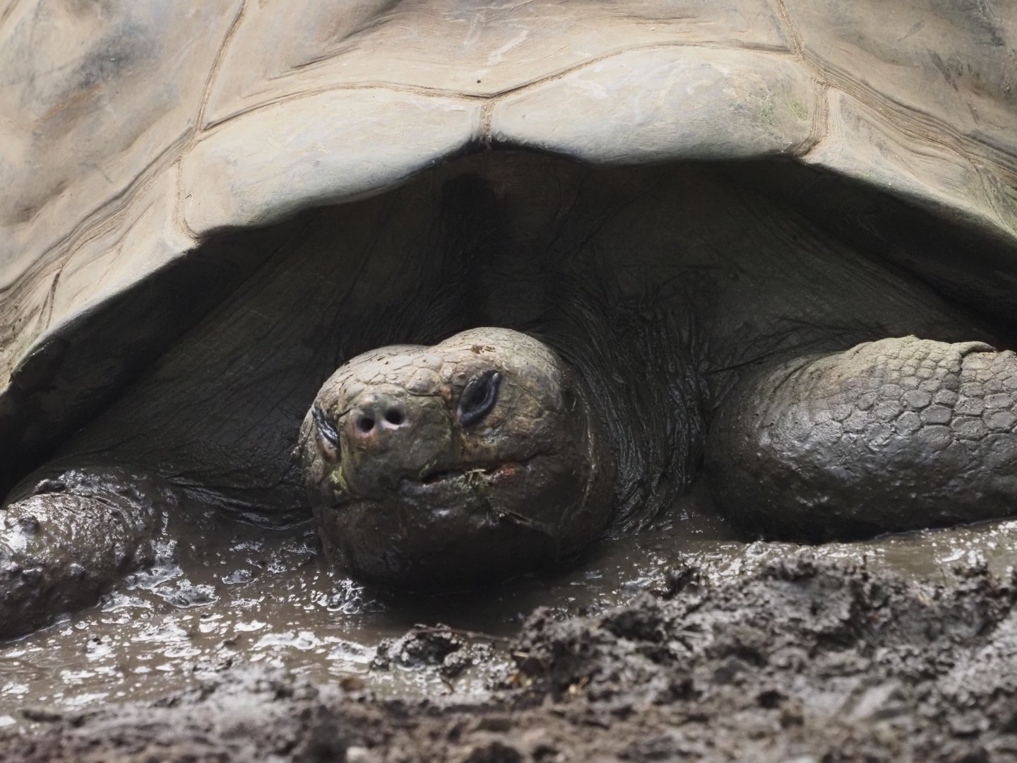 Galapagos Giant Tortoise