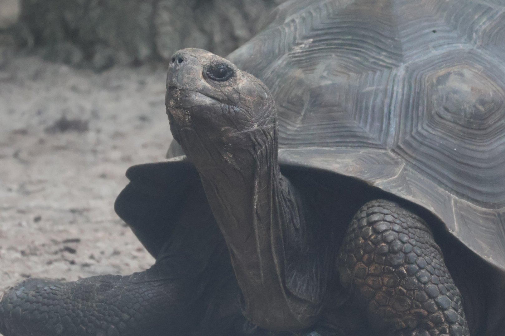 Galapagos giant tortoise
