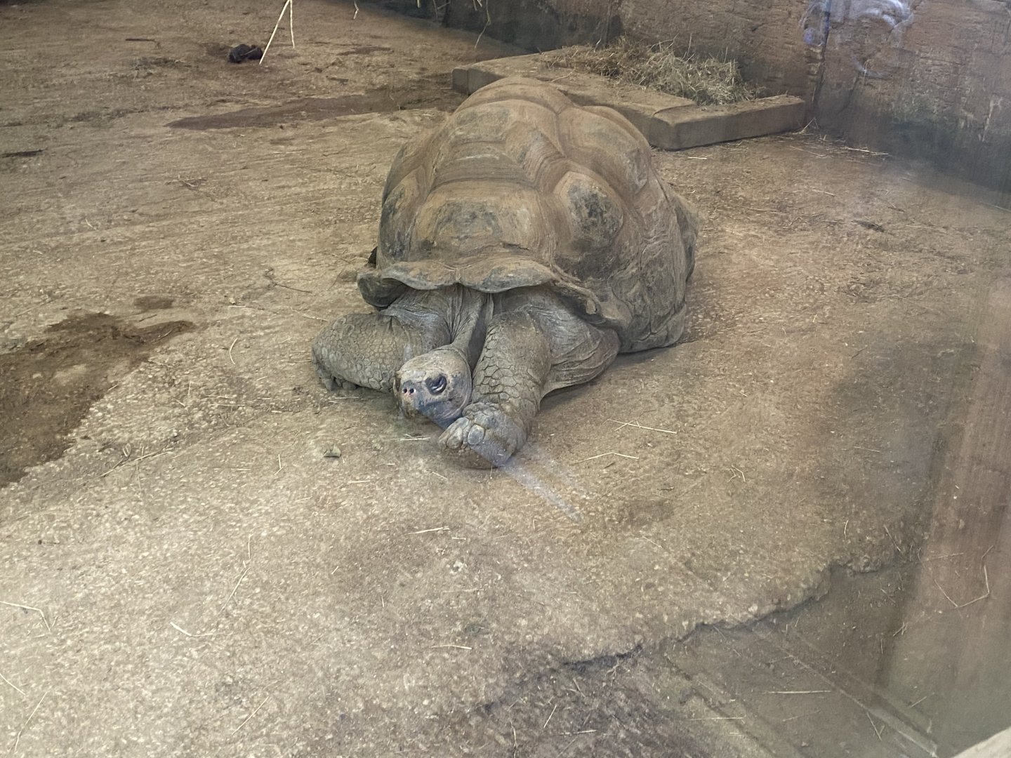 Galapagos giant tortoise