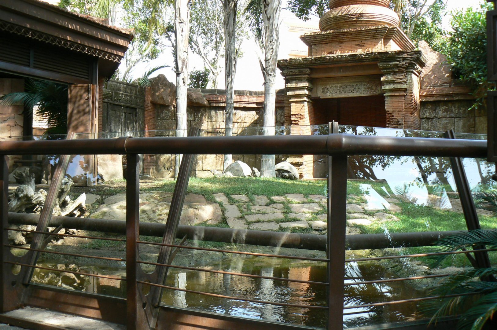 Galapagos giant tortoises and rhinoceros iguanas enclosure from a child's point of view