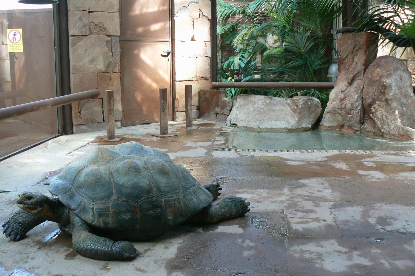 Galapagos giant tortoises and rhinoceros iguanas house