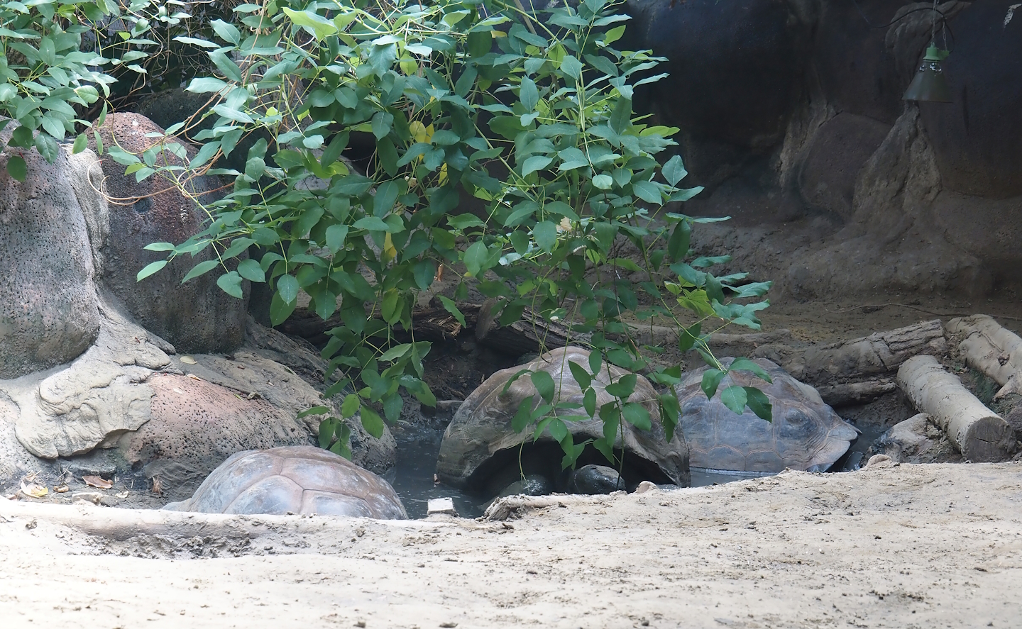 Galapagos giant tortoises (Chelonoidis niger) in wallow, 2024-06-30