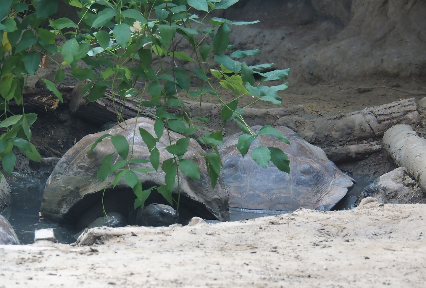 Galapagos giant tortoises (Chelonoidis niger) in wallow, 2024-06-30