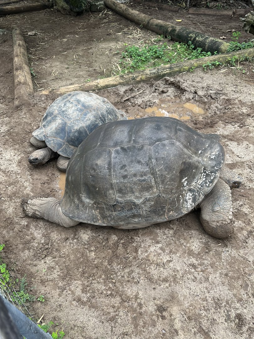 Galapagos Giant Tortoises (Chelonoidis niger)