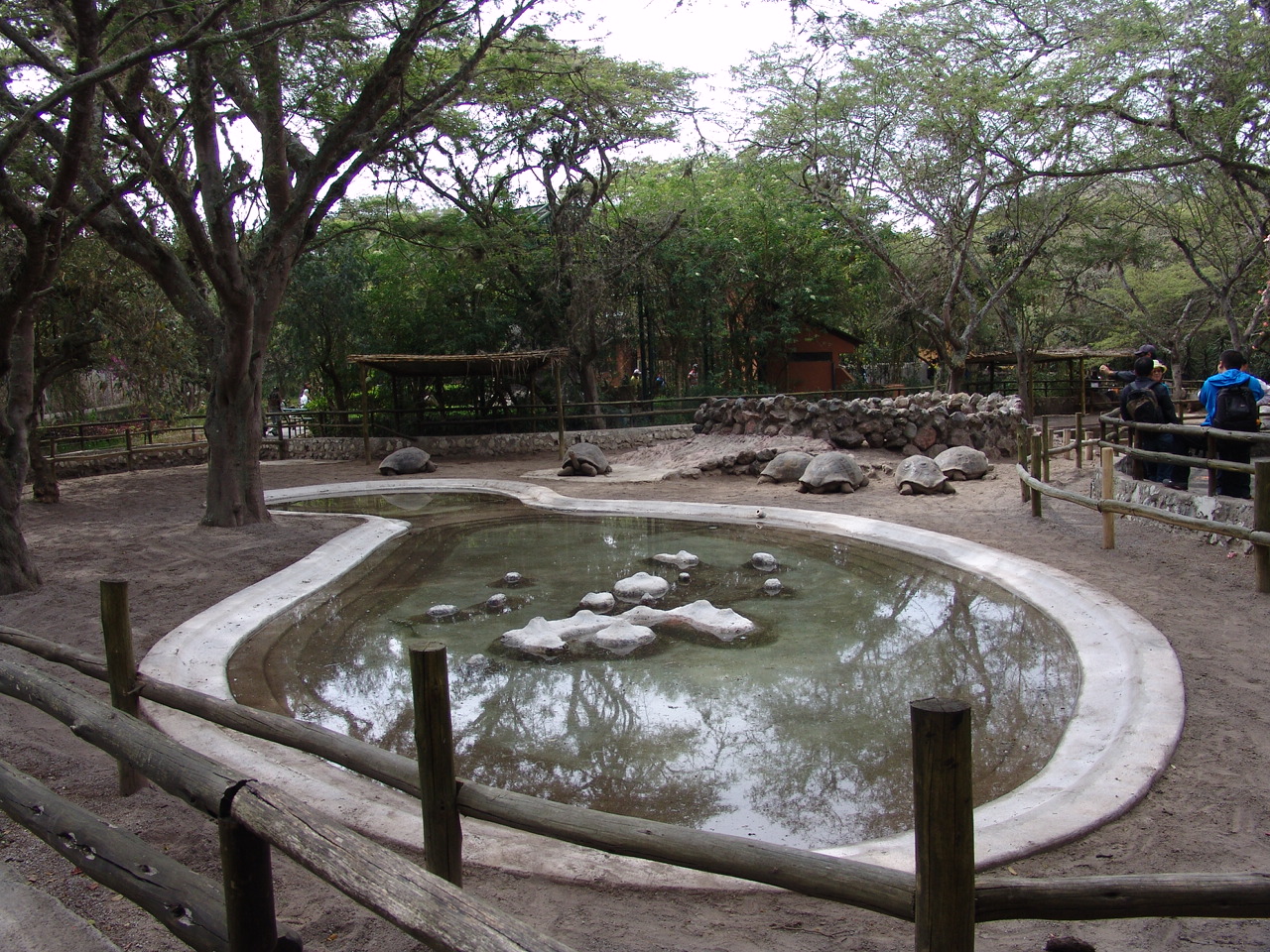 Galápagos Giant Tortoises' (Chelonoidis nigra abingdoni) enclosure