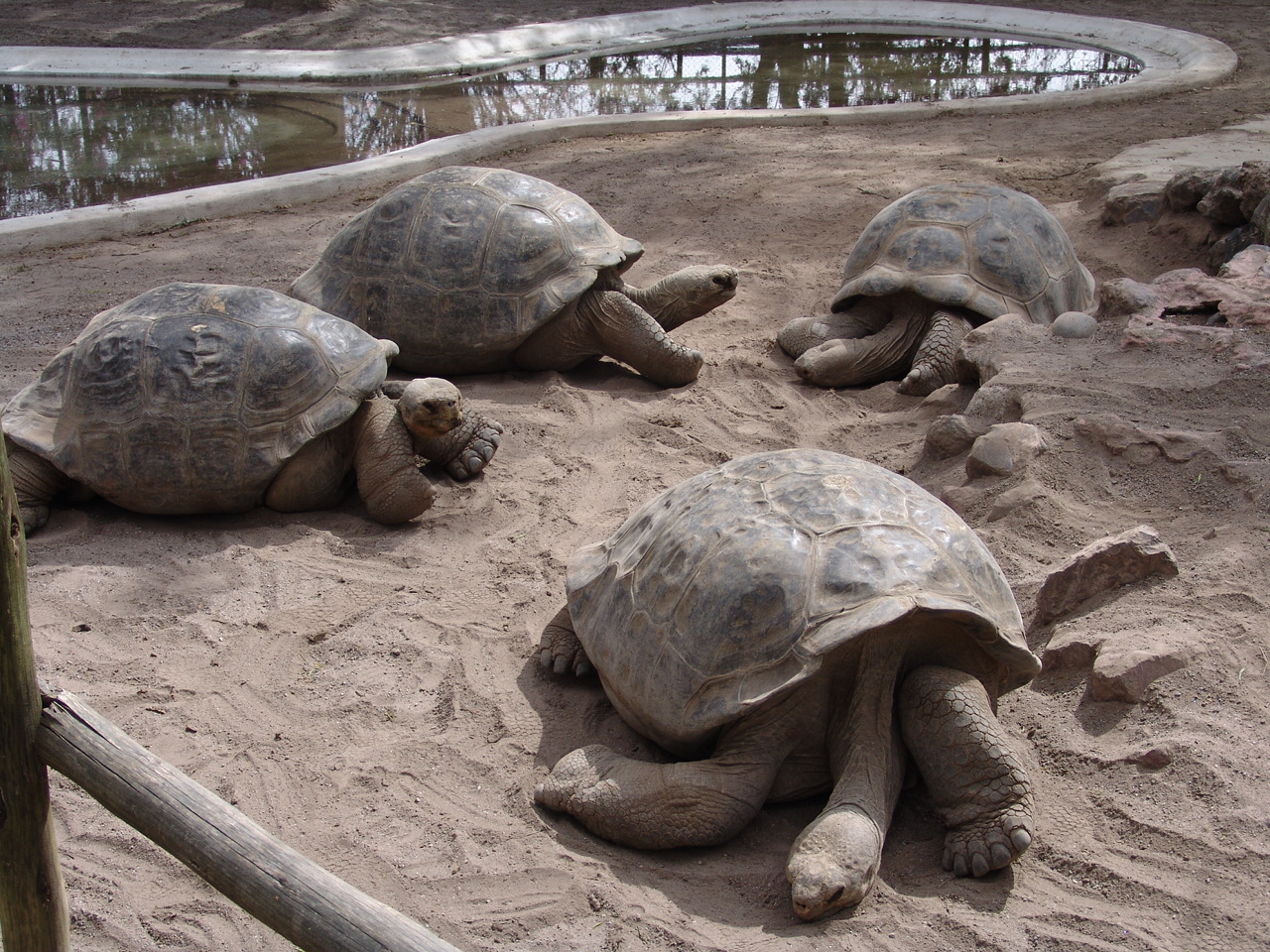 Galápagos Giant Tortoises (Chelonoidis nigra abingdoni)