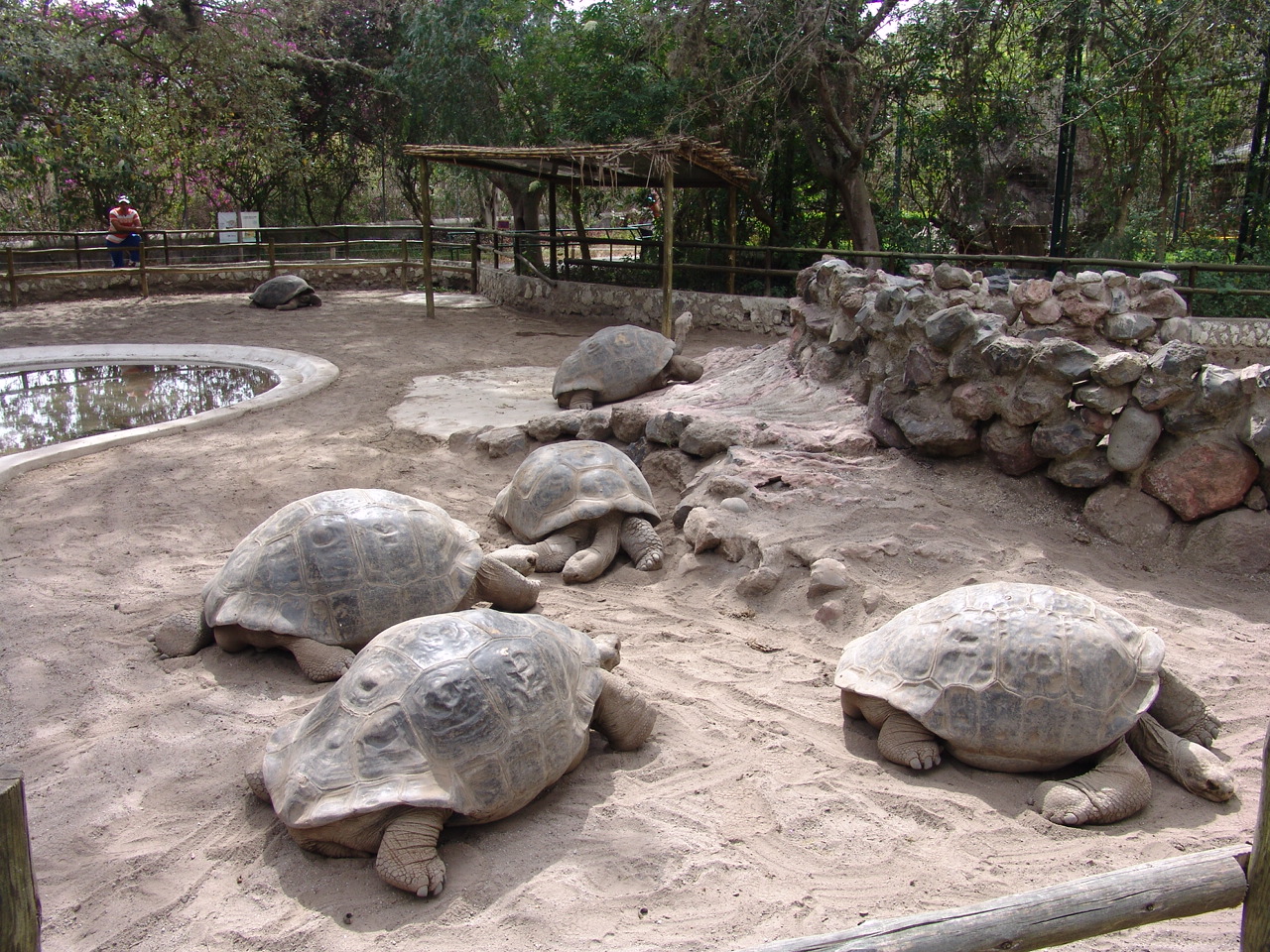 Galápagos Giant Tortoises (Chelonoidis nigra abingdoni)
