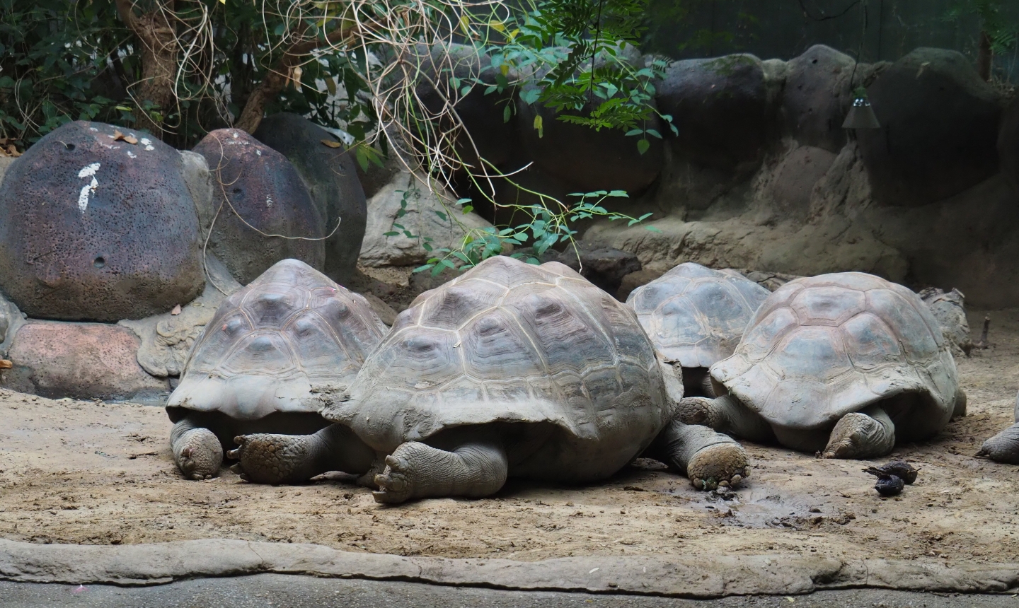 Galapagos giant tortoises (Chelonoidis nigra), Nov 10th, 2018