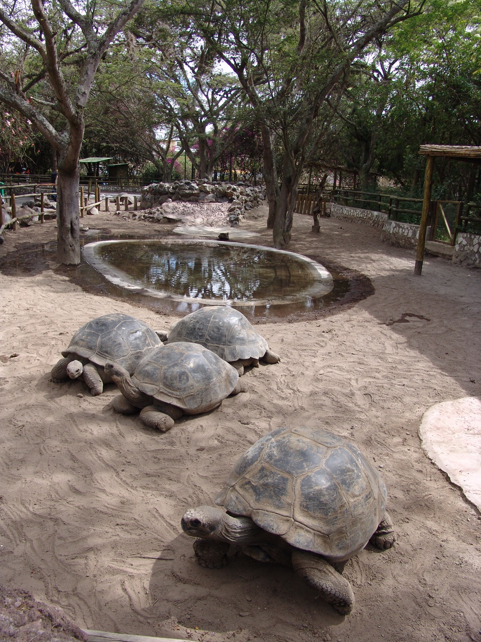 Galápagos Giant Tortoise's (Chelonoidis nigra porteri) enclosure
