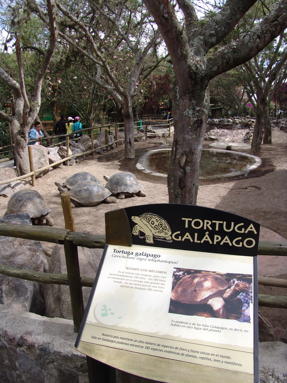 Galápagos Giant Tortoise's (Chelonoidis nigra porteri) enclosure