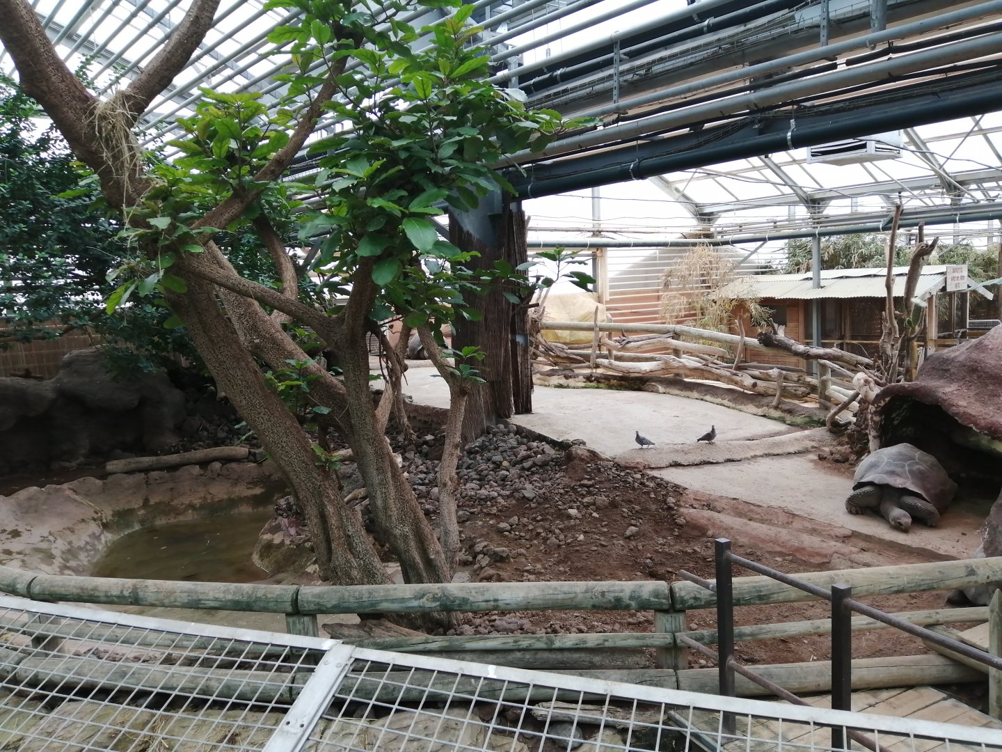 Galápagos Giant Tortoises exhibit