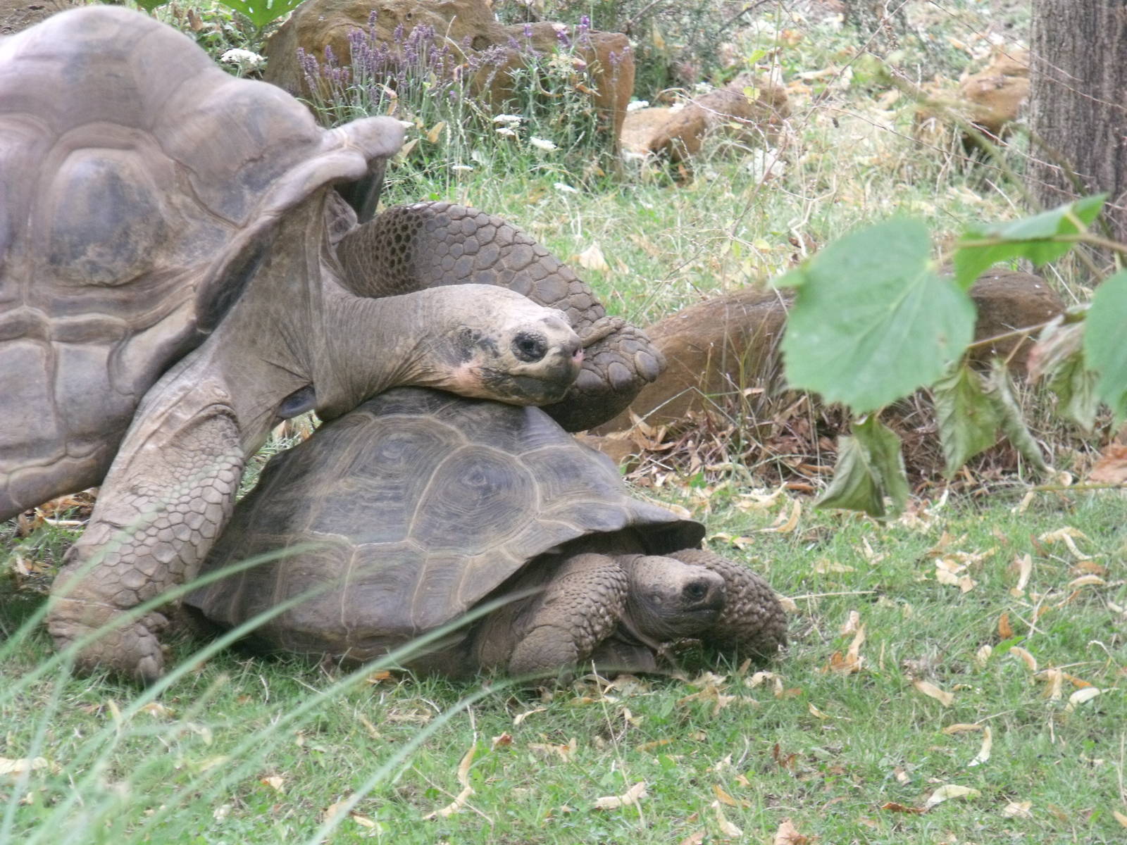 Galapagos giant tortoises