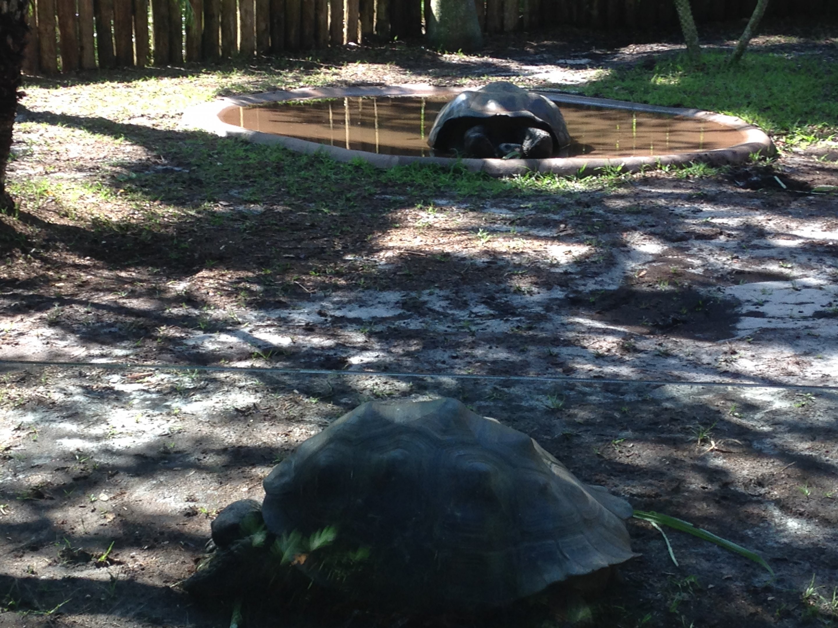 Galapagos Giant Tortoises