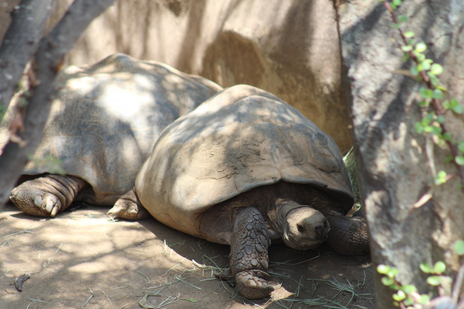 Galápagos giant tortoises