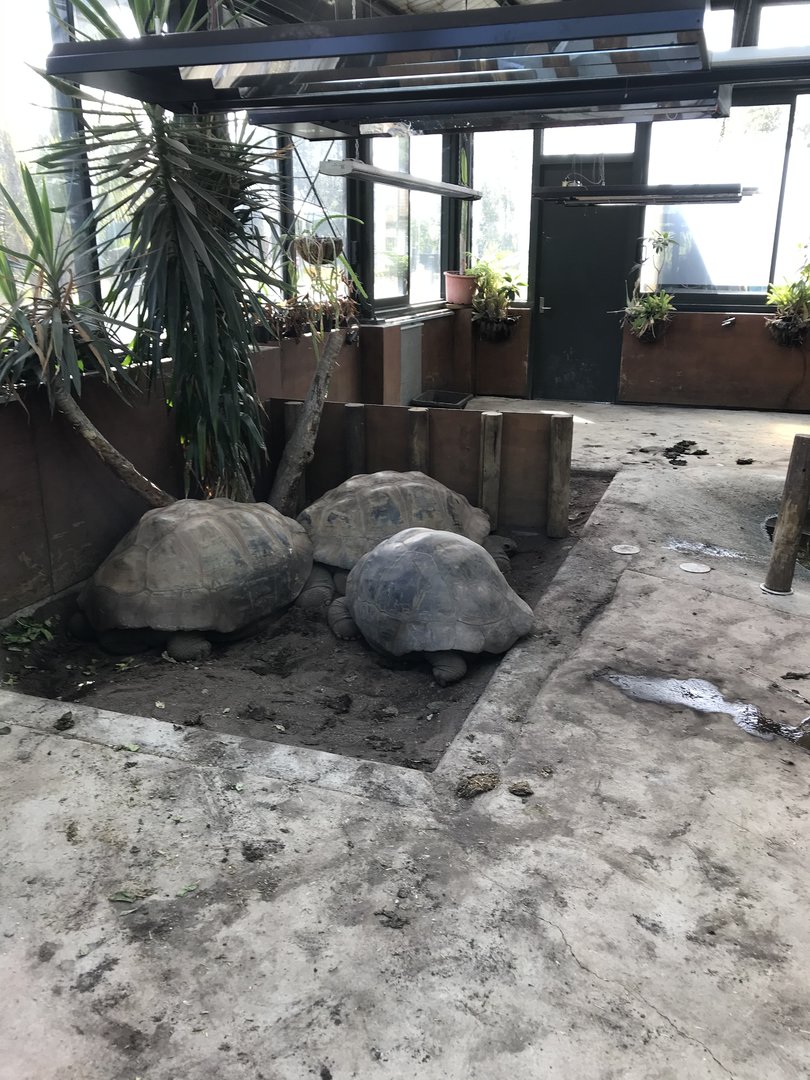 Galapagos Giant Tortoises