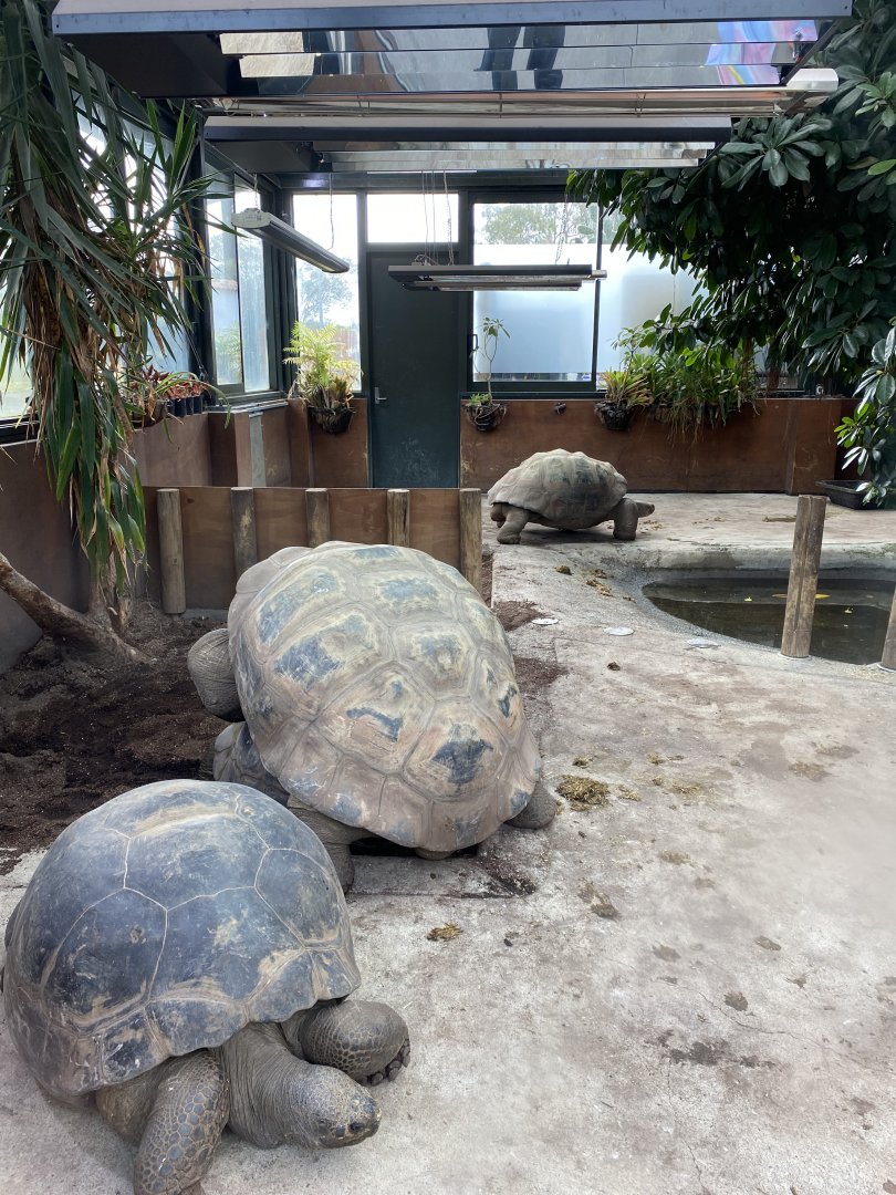 Galapagos Giant Tortoises