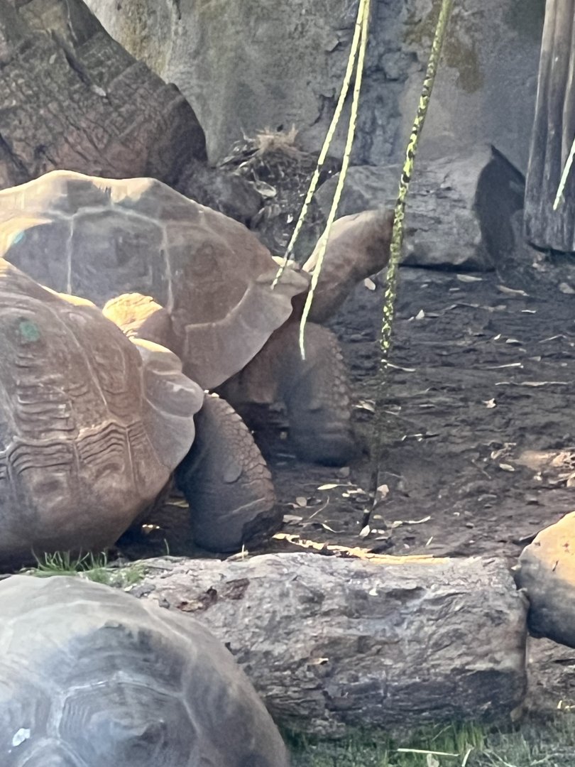 Galapagos Giant Tortoises