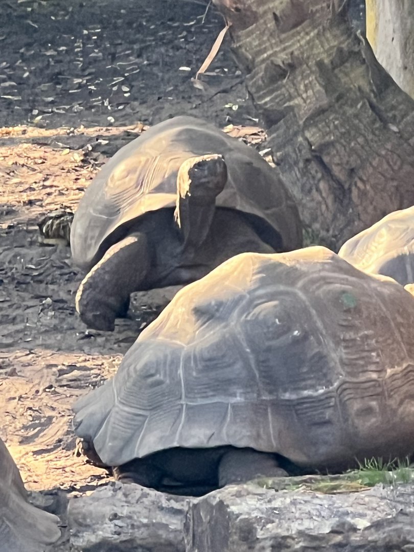 Galapagos Giant Tortoises