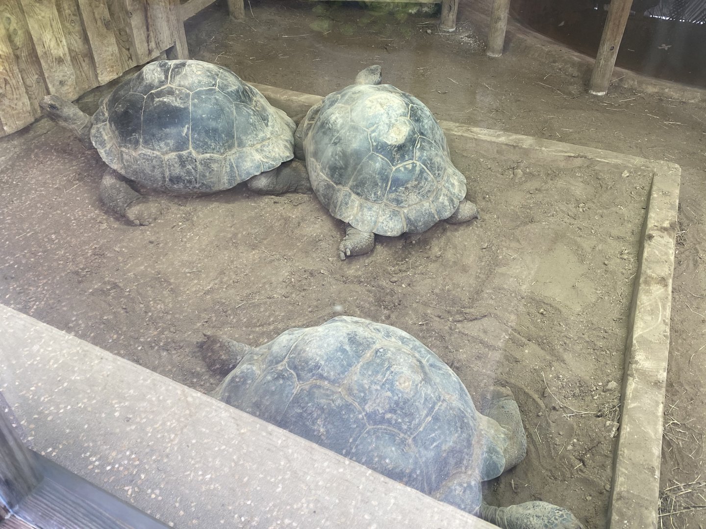 Galapagos giant tortoises