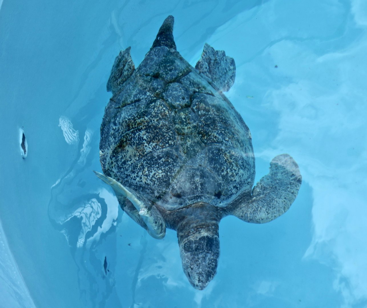 Galapagos Green Sea Turtle (Chelonia mydas agassizii)