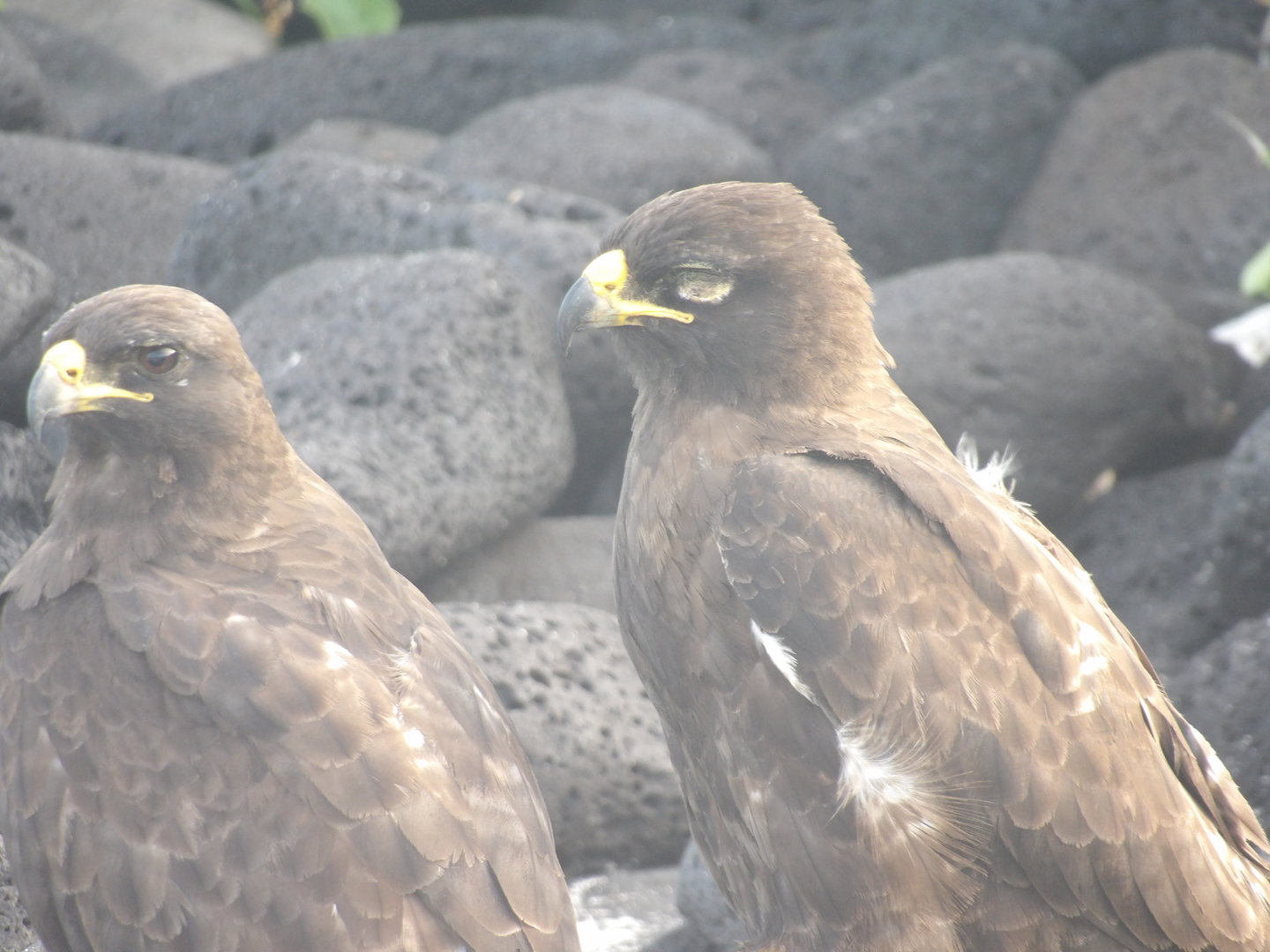 Galapagos Hawk(Buteo galapagoensis)