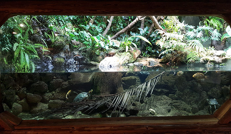 Galapagos house: Paludarium