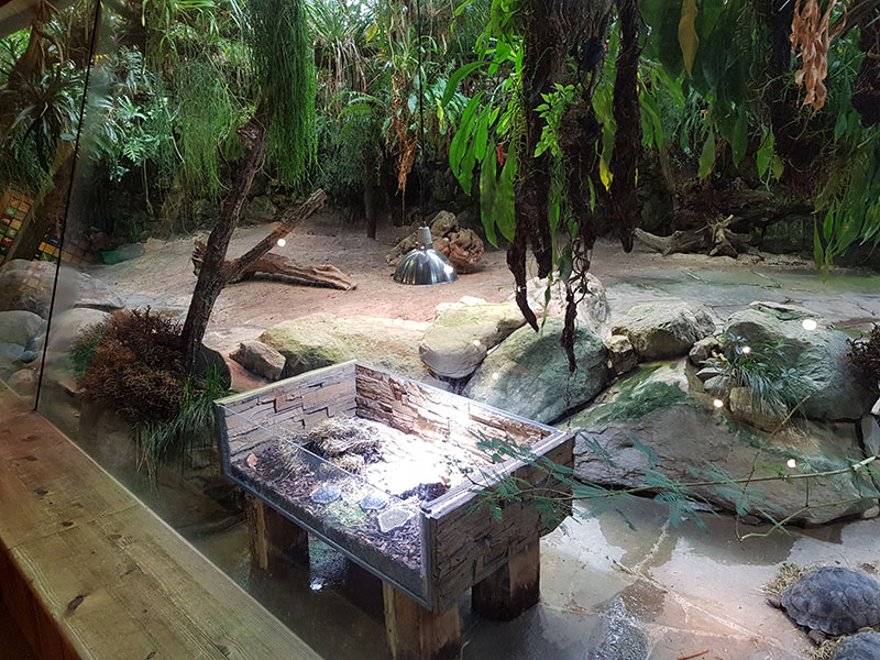 Galapagos house: Tortoises