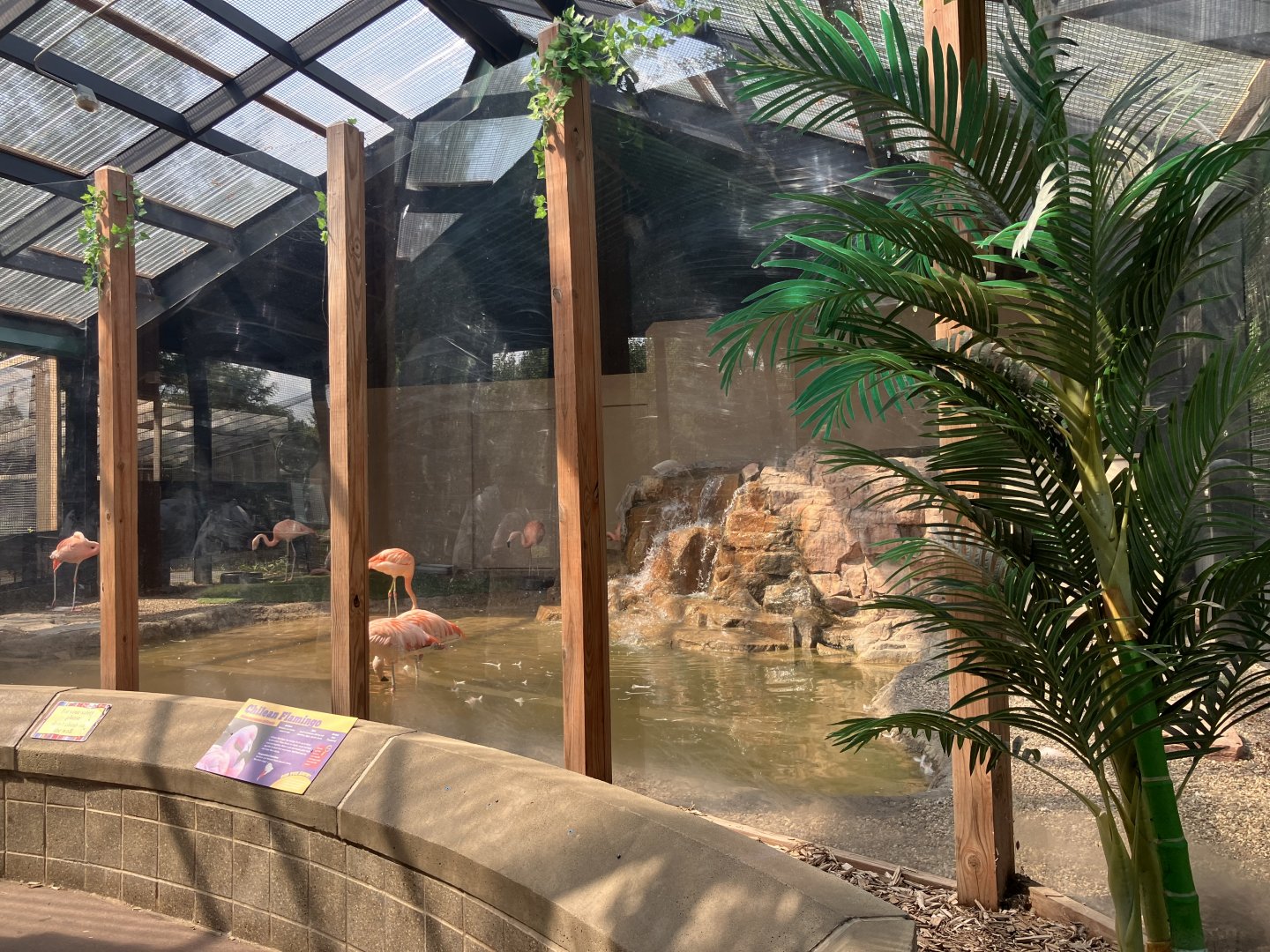 Galapagos - Indoor Chilean Flamingo Exhibit