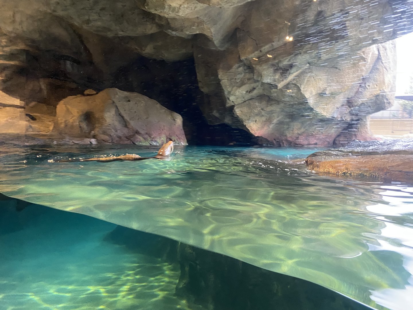 Galápagos Islands- California Sea Lion Enclosure