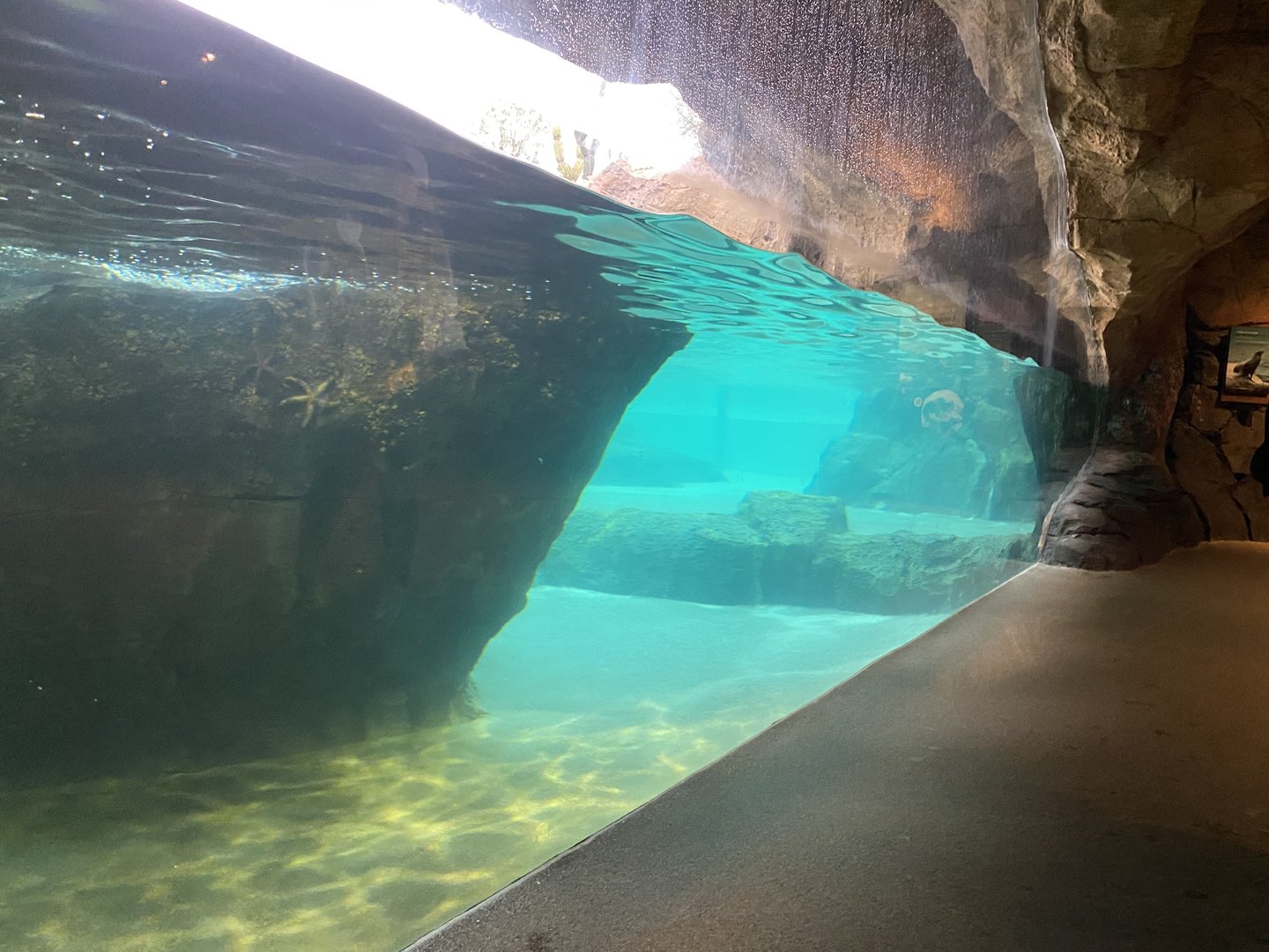 Galápagos Islands- California Sea Lion Enclosure