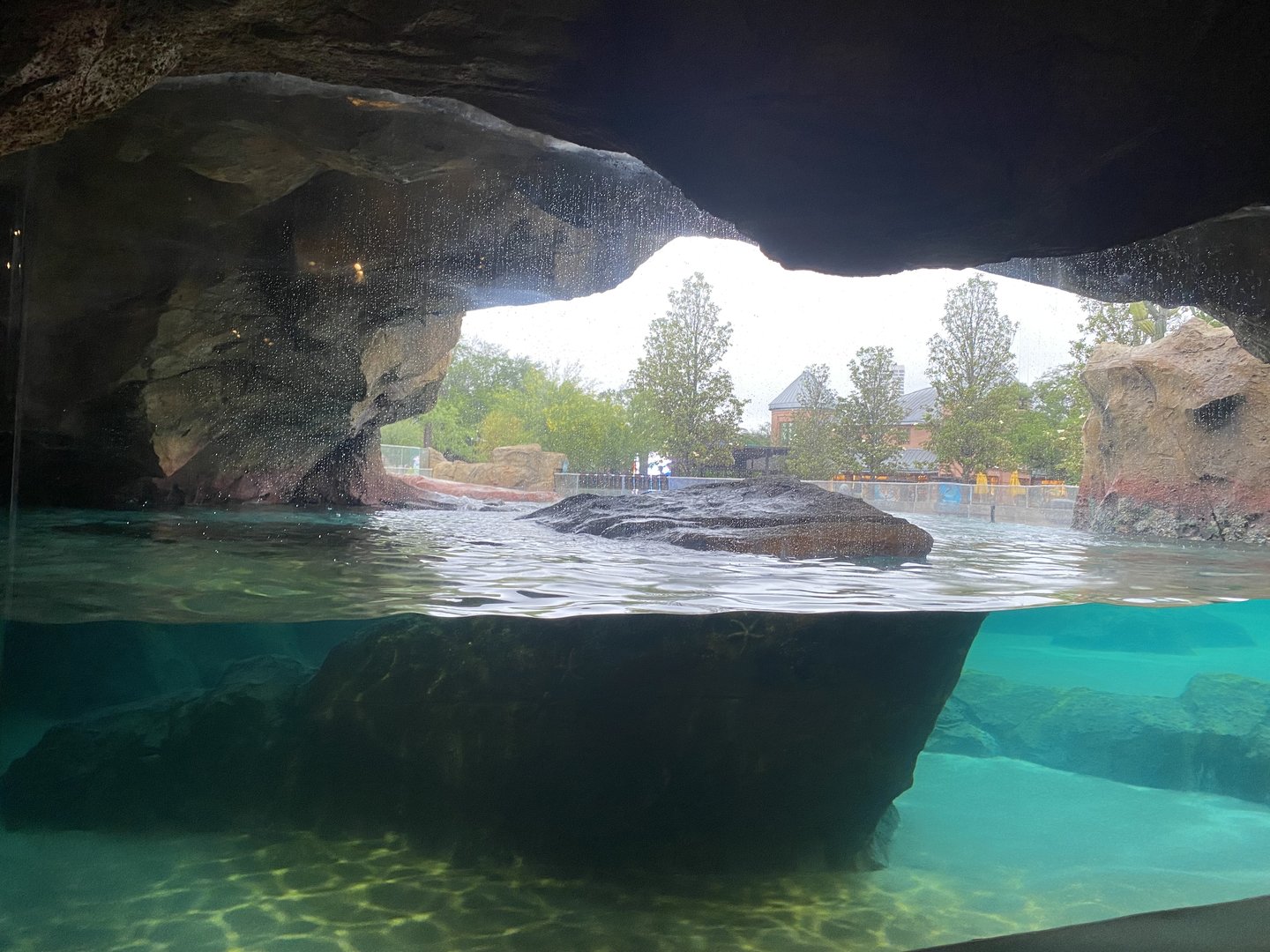 Galápagos Islands- California Sea Lion Enclosure