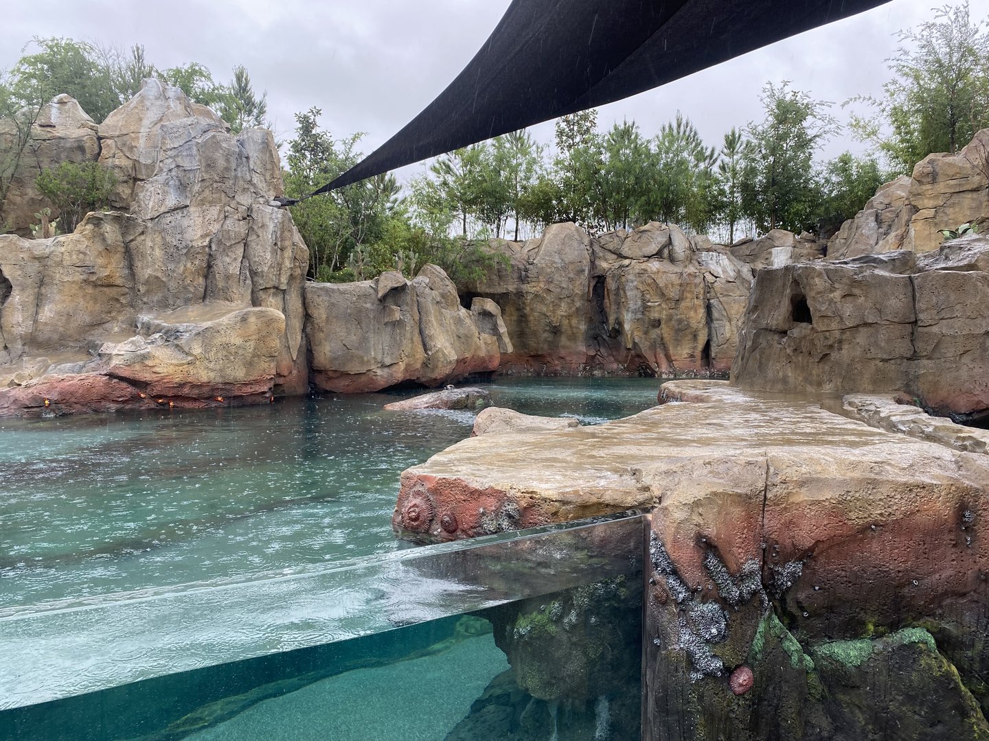 Galápagos Islands- California Sea Lion Enclosure