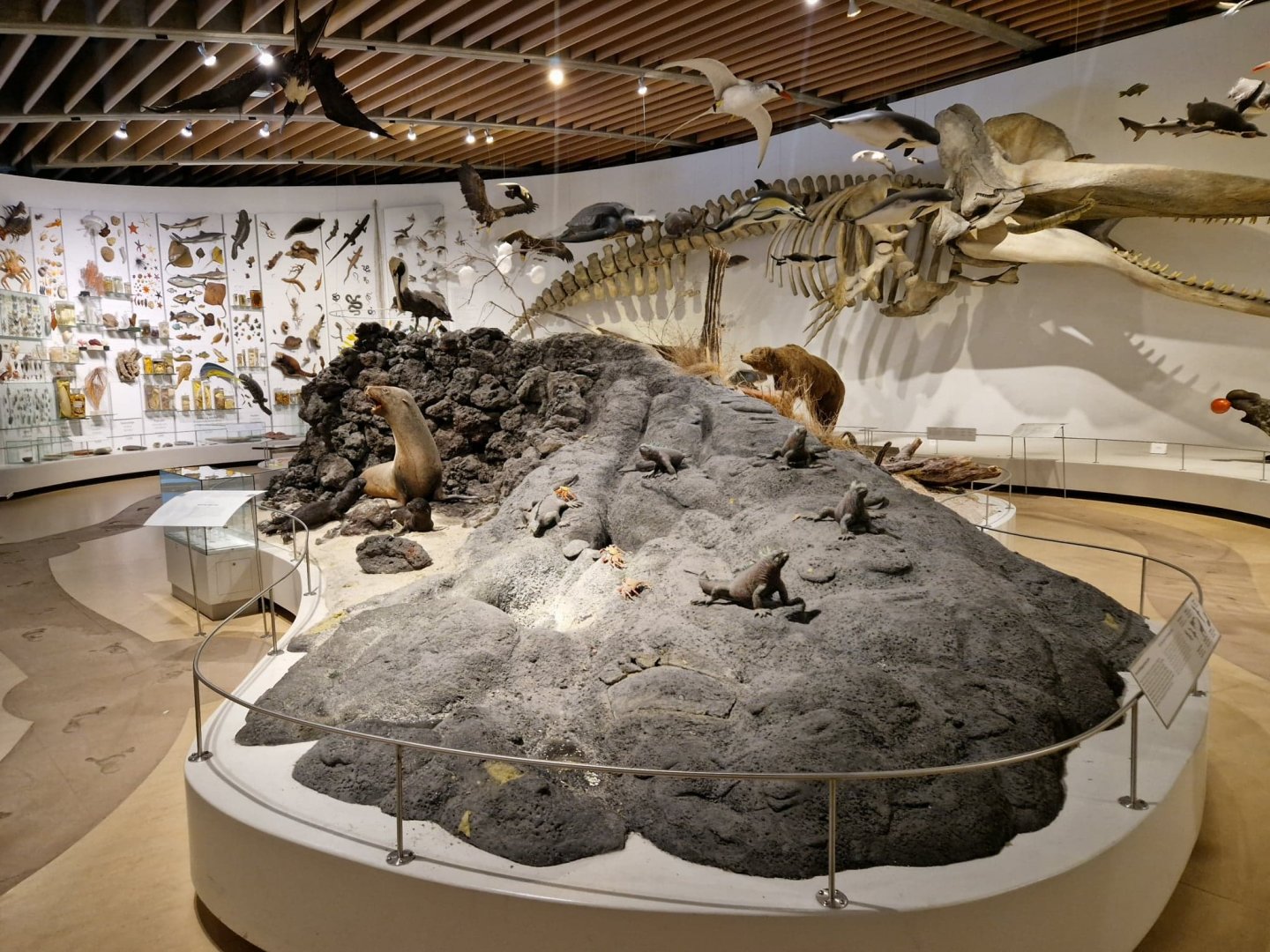 Galapagos Islands Diorama