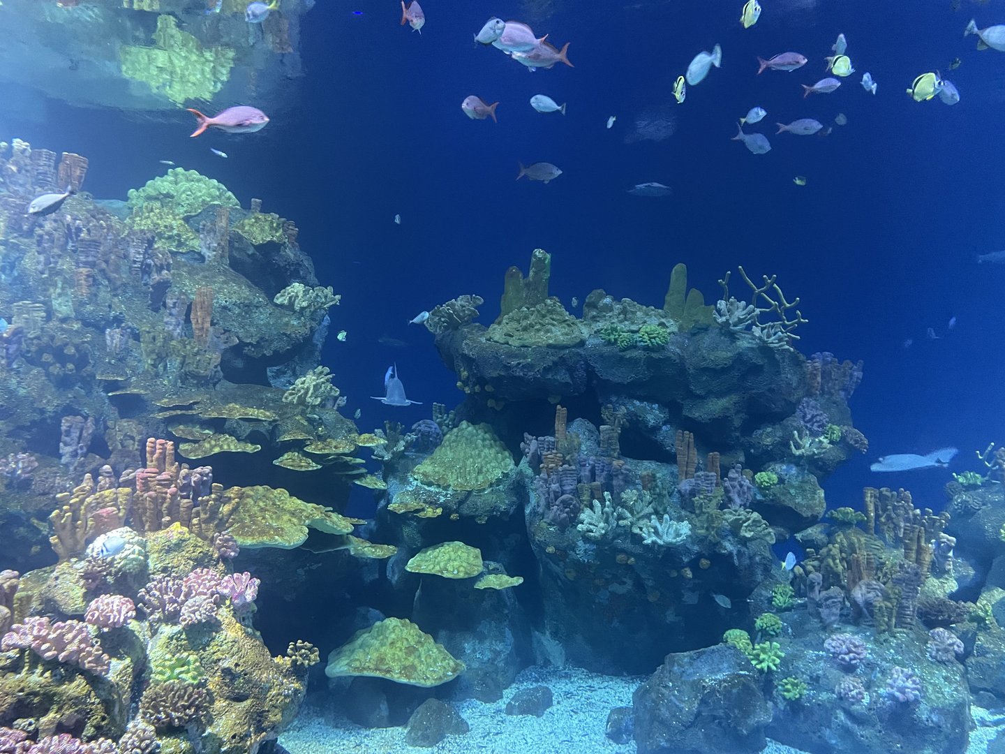 Galápagos Islands - Endless Ocean Tank