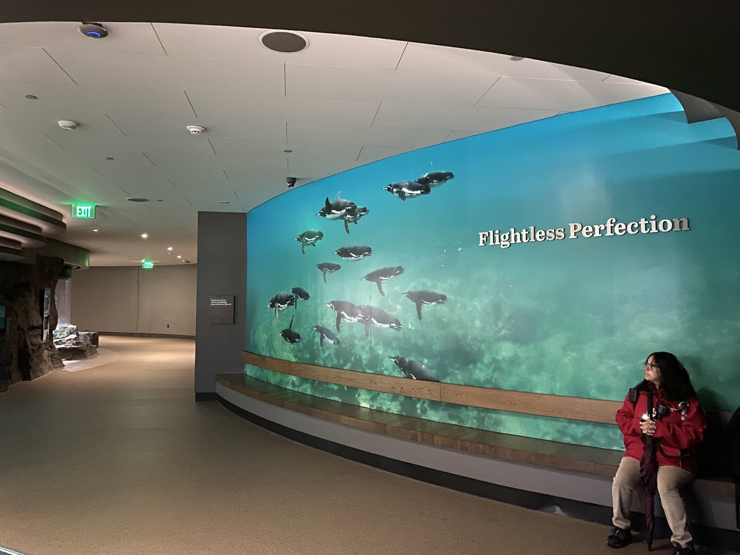 Galápagos Islands- Flightless Perfection