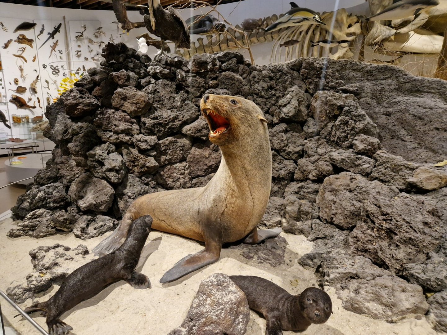 Galapagos Islands Fur Seal