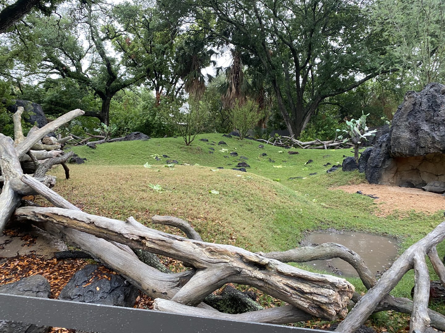 Galápagos Islands- Galapagos Tortoise Enclosure