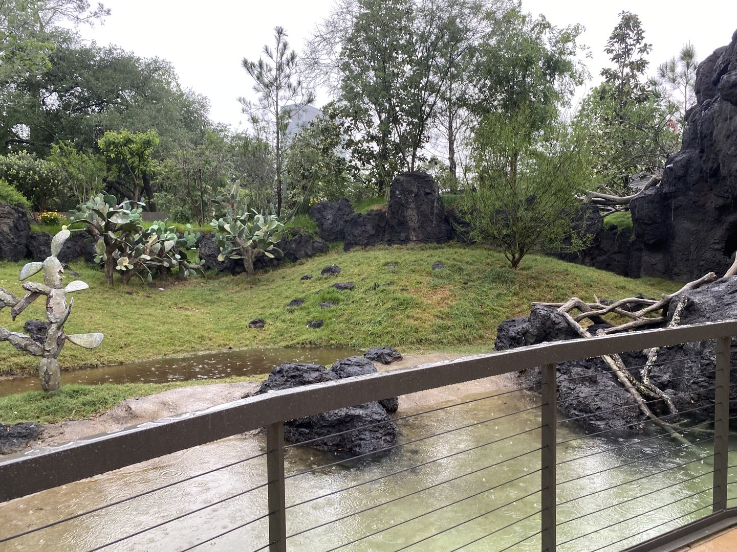 Galápagos Islands- Galapagos Tortoise Enclosure