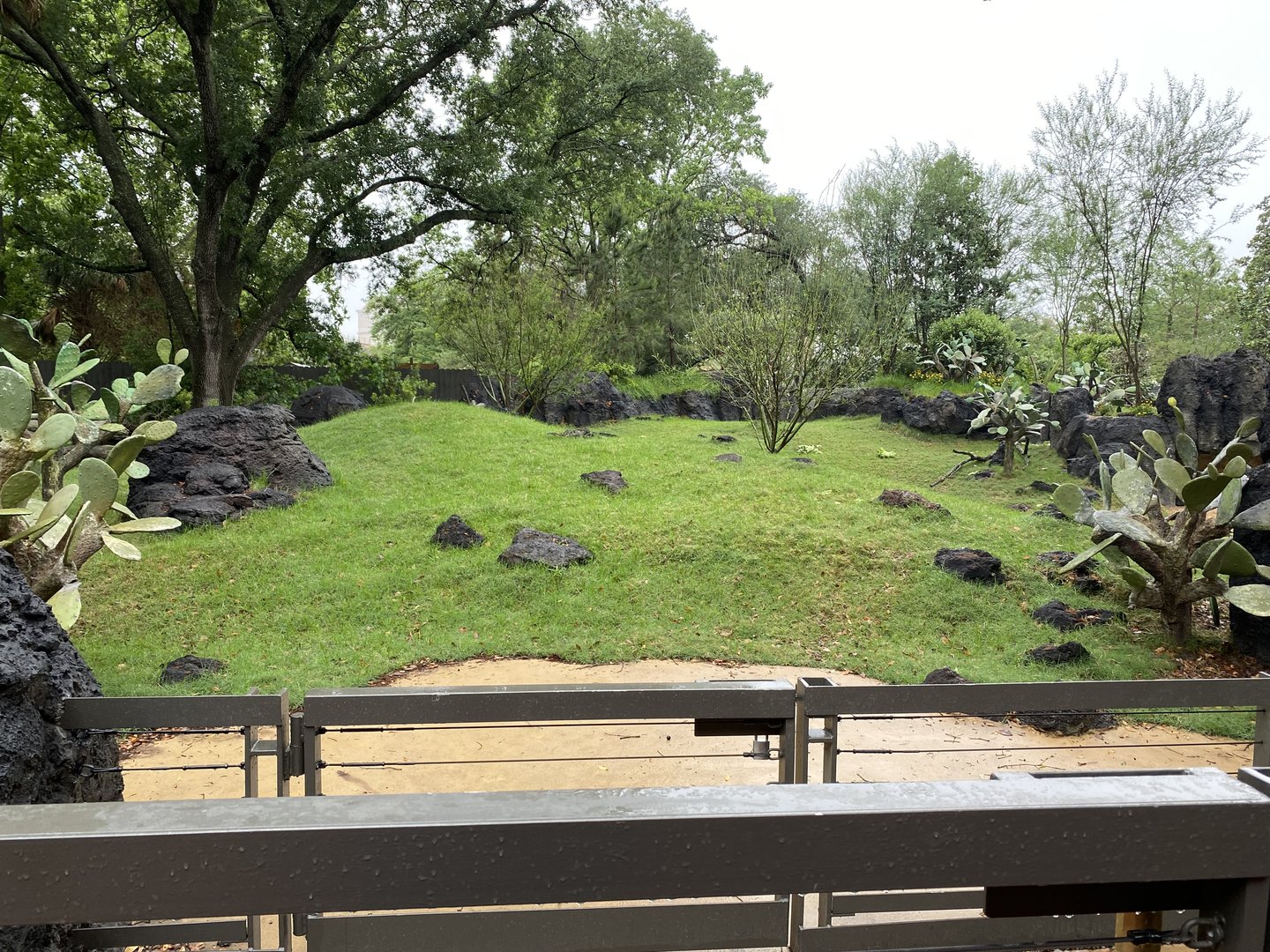 Galápagos Islands- Galapagos Tortoise Enclosure