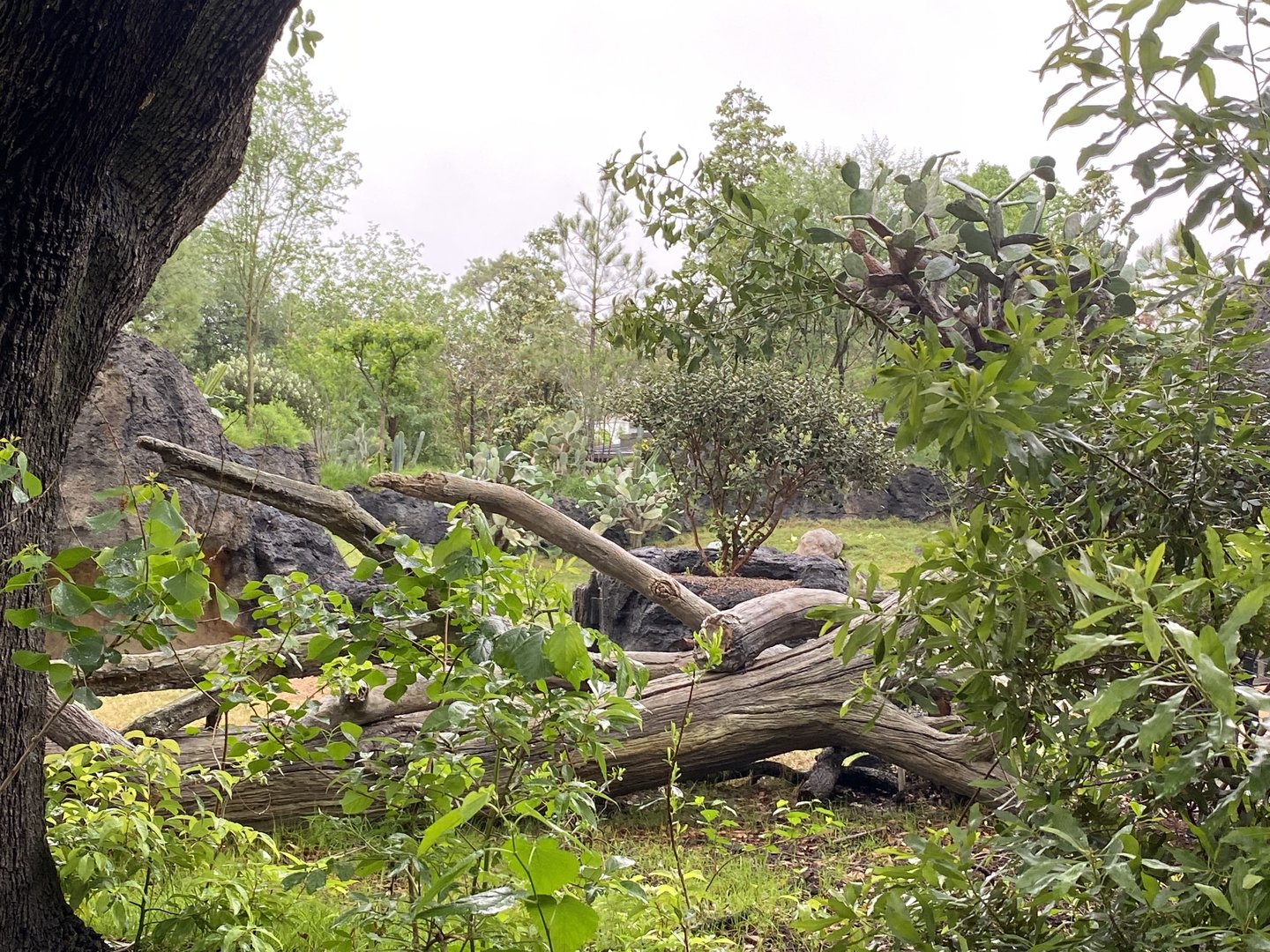 Galápagos Islands- Galapagos Tortoise Enclosure