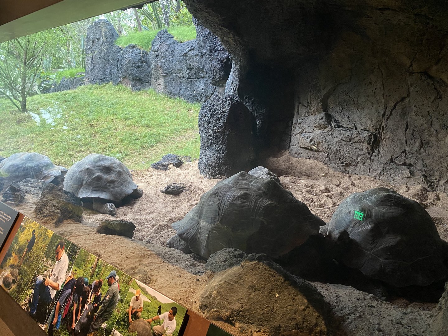 Galápagos Islands- Galapagos Tortoise Enclosure