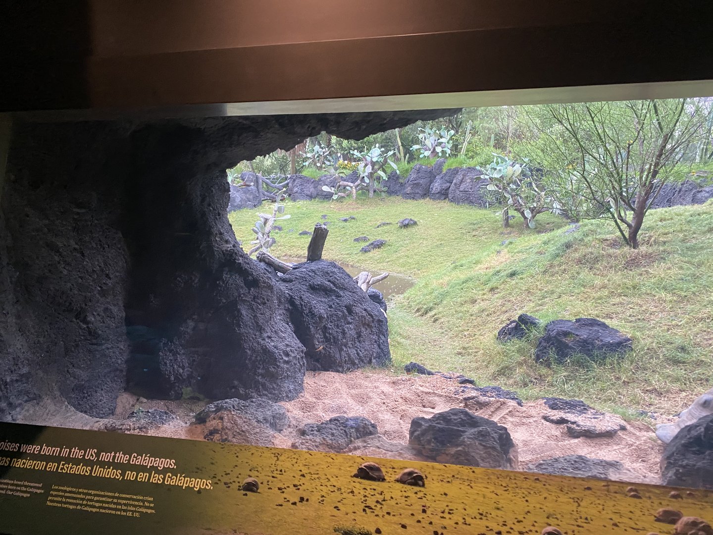 Galápagos Islands- Galapagos Tortoise Enclosure