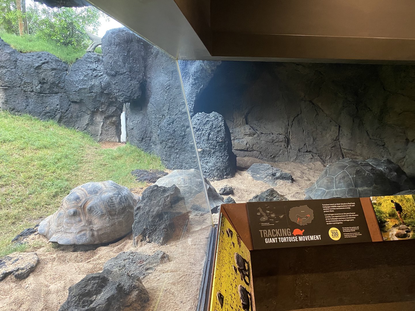 Galápagos Islands- Galapagos Tortoise Enclosure