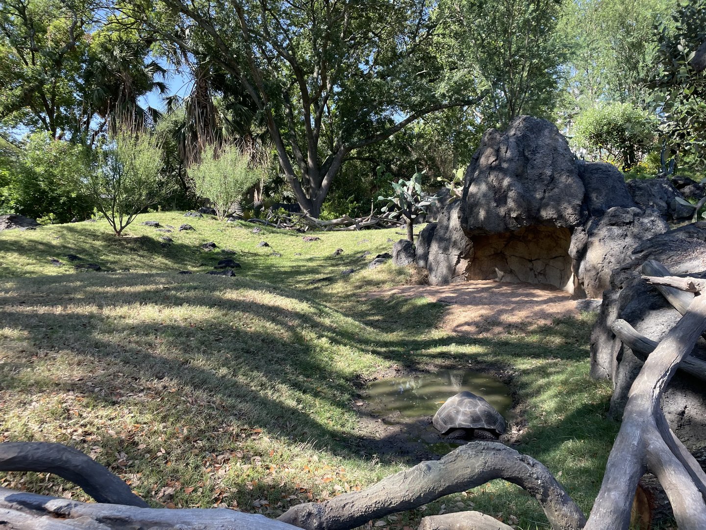 Galápagos Islands - Galápagos Tortoise Yard (one of two)